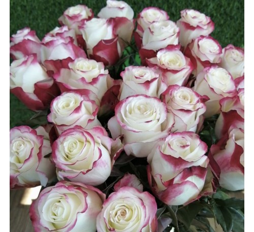 Роза Свитнес (Sweetness)